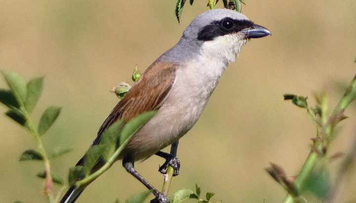 Observation des oiseaux des prairies à Chalezeule